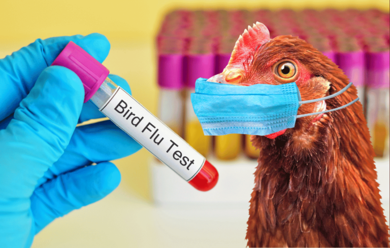 bird flu
